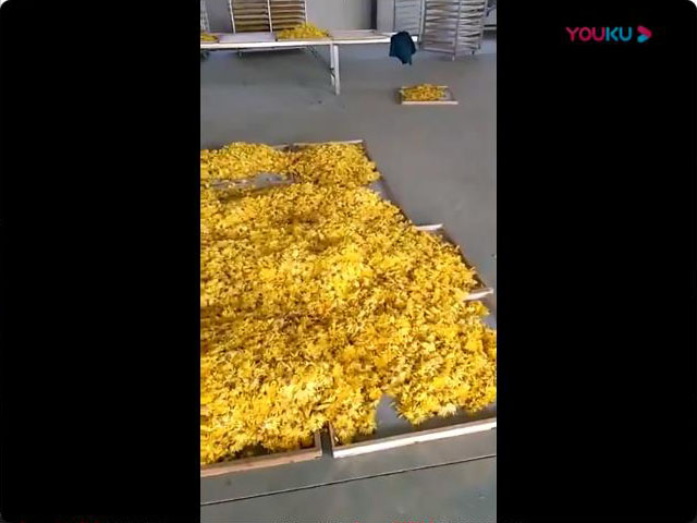 菊花烘干機
