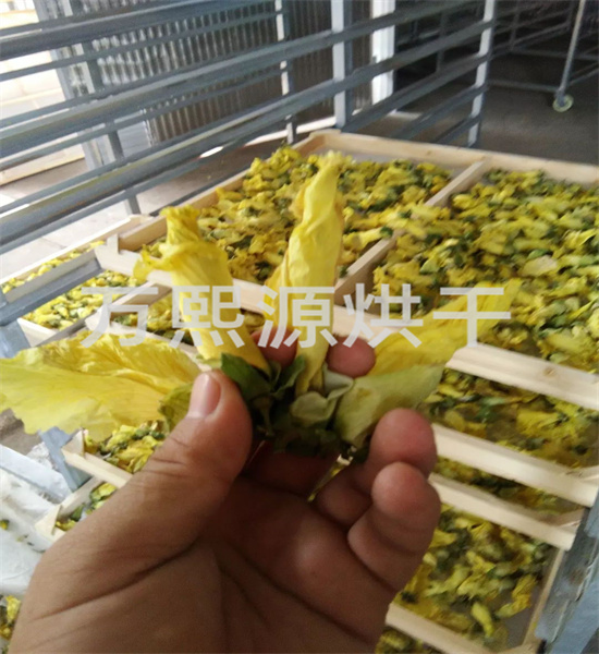 金花葵烘干機