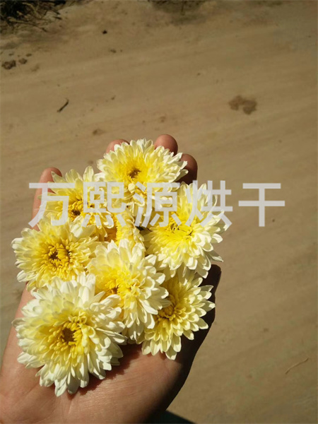 菊花烘干機(jī)